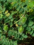 gram ، Bengal gram ، garbanzo ، garbanzo bean ، Egyptian pea ، ceci